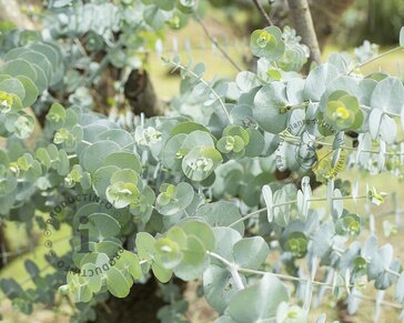 Eucalyptus pulverulenta 'Baby Blue'
