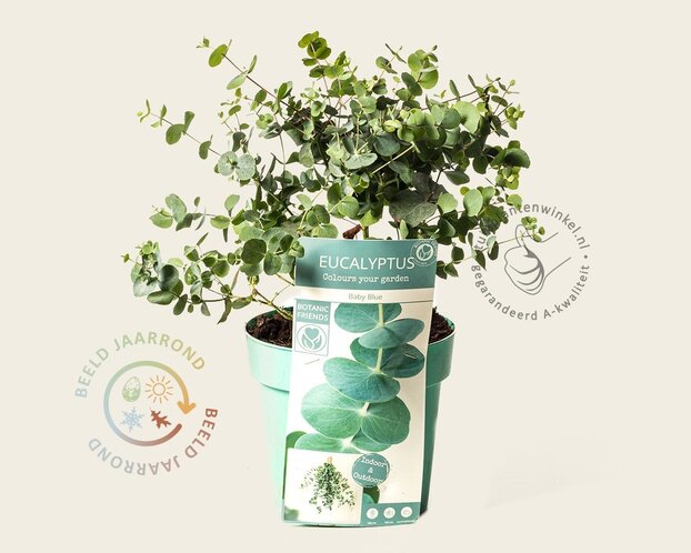 Eucalyptus pulverulenta 'Baby Blue'