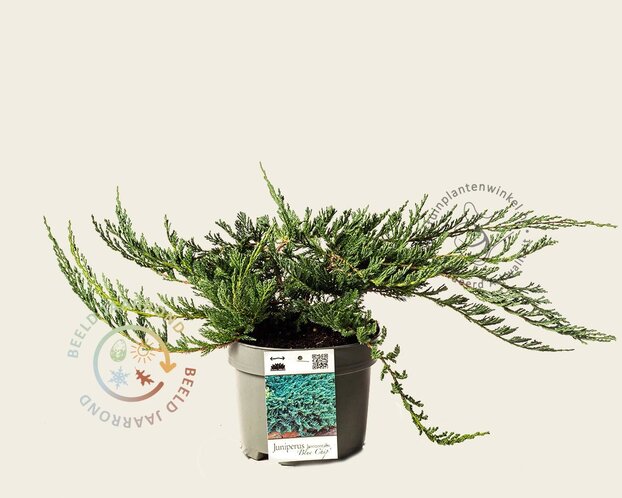 Juniperus horizontalis 'Blue Chip'