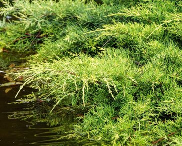 Juniperus media 'Goldkissen'