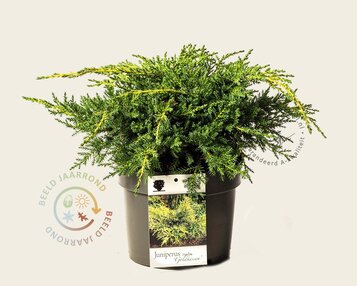 Juniperus media 'Goldschatz' image