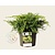 Juniperus media 'Goldschatz'