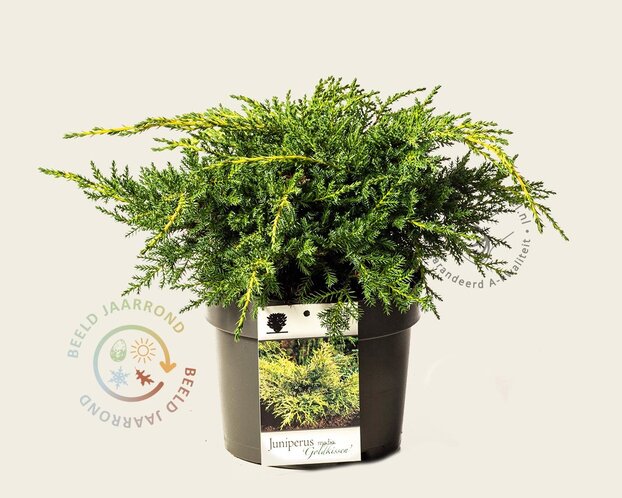Juniperus media 'Goldkissen'