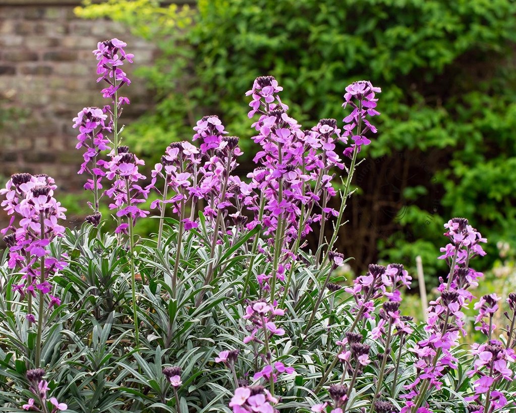 Erysimum 'Bowles Mauve'