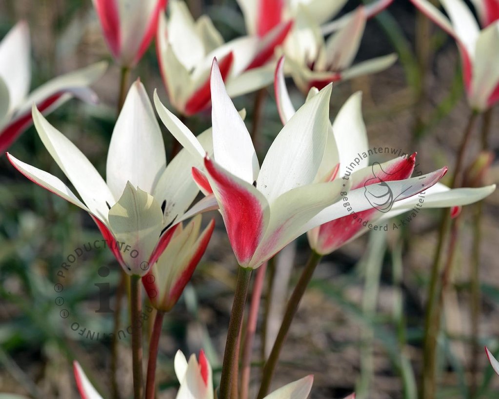 Tulipa clusiana 'Stellata'