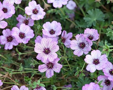 Geranium cinereum 'Ballerina'