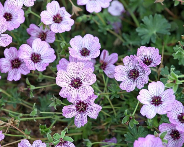 Geranium cinereum 'Ballerina'