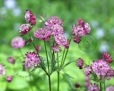 Astrantia major 'Claret'