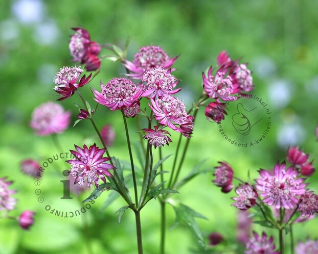 Astrantia major 'Claret'