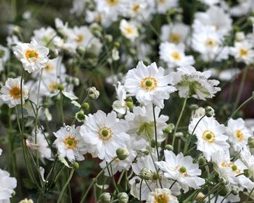 Anemone hybrida 'Whirlwind'