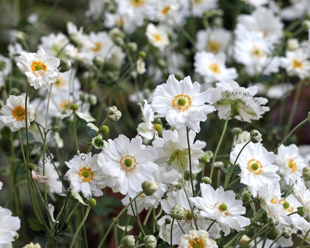 Anemone hybrida 'Whirlwind'