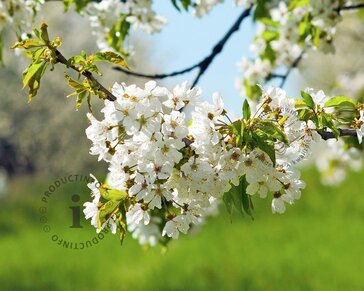 Prunus avium 'Bigarreau Napoleon' - laagstam