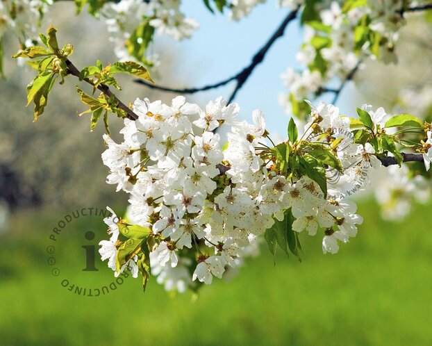 Prunus avium 'Bigarreau Napoleon' - laagstam