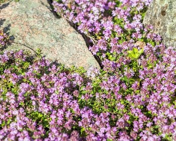 Thymus praecox 'Coccineus'