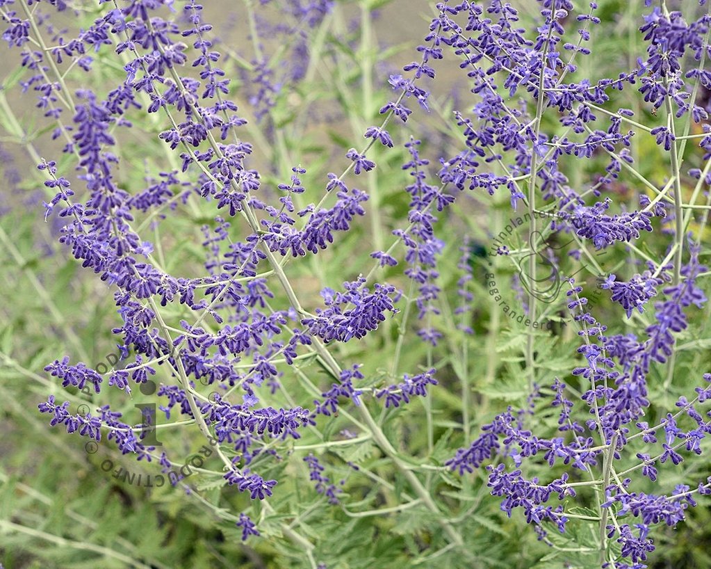 Perovskia atriplicifolia 'Little Spire'