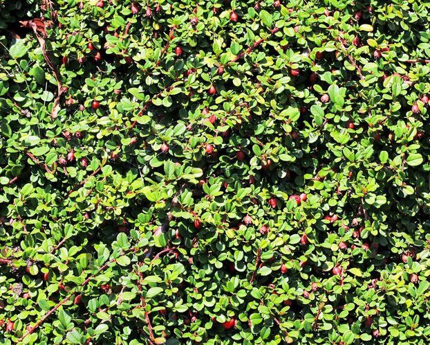 Cotoneaster procumbens 'Queen of Carpets' - op stam