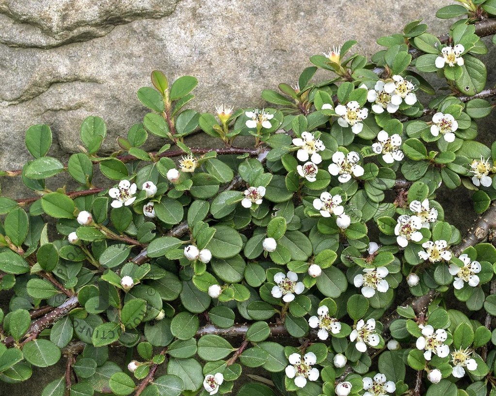 Cotoneaster procumbens 'Queen of Carpets' - op stam