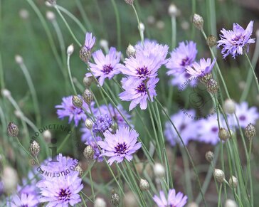 Catananche caerulea