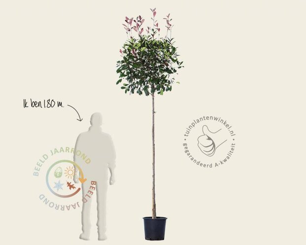 Photinia fraseri 'Red Robin' - bolvorm op stam