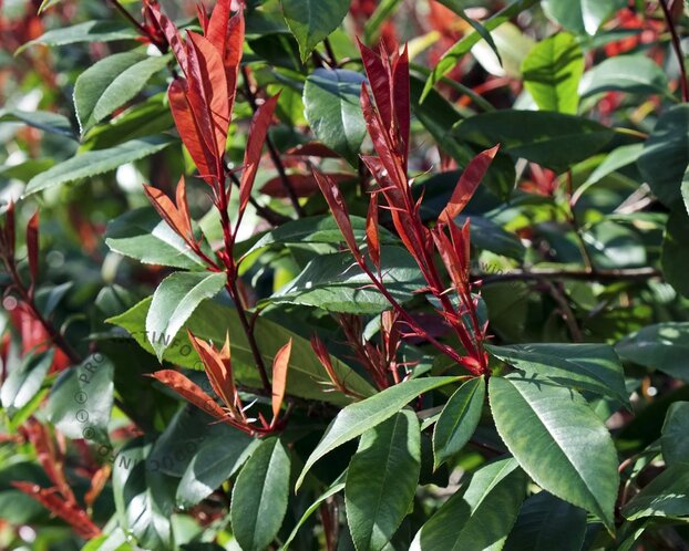 Photinia fraseri 'Red Robin' - bolvorm op stam