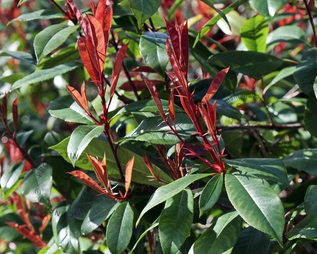 Photinia fraseri 'Red Robin' - hoogstam