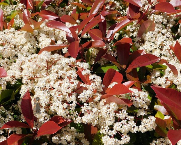 Photinia fraseri 'Red Robin' - hoogstam