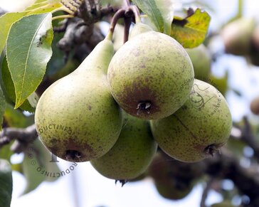 Pyrus communis 'Jut' - halfstam