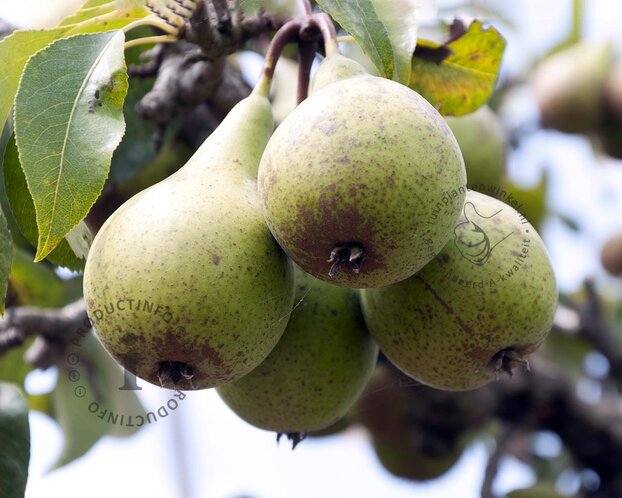 Pyrus communis 'Jut' - halfstam