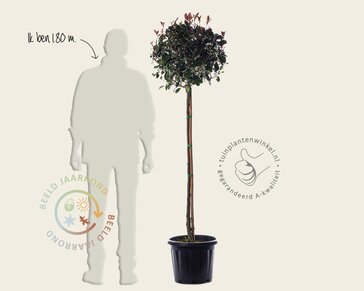 Photinia fraseri 'Red Robin' - halfstam