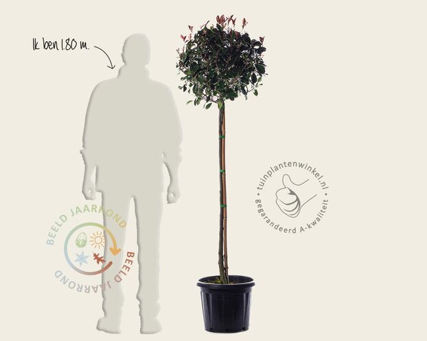 Photinia fraseri 'Red Robin' - halfstam