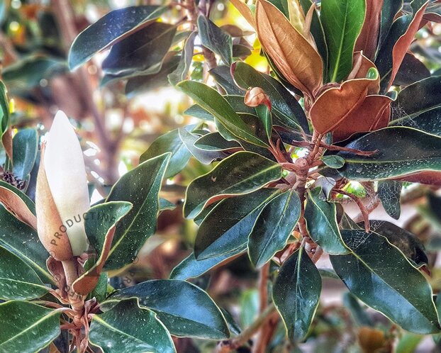 Magnolia grandiflora 'Little Gem' - op stam