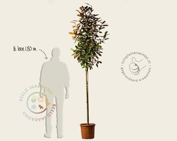 Magnolia grandiflora 'Little Gem' - op stam image