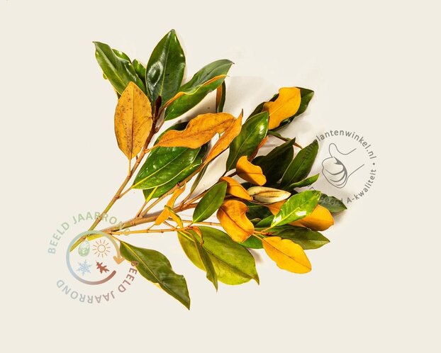 Magnolia grandiflora 'Little Gem' - op stam