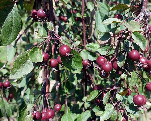 Malus 'Royal Beauty' - op stam