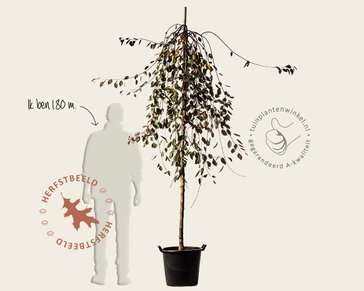 Malus 'Royal Beauty' - op stam