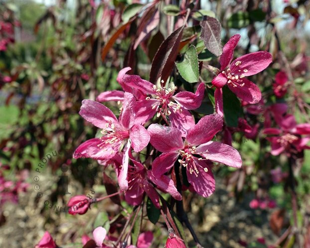 Malus 'Royal Beauty' - op stam