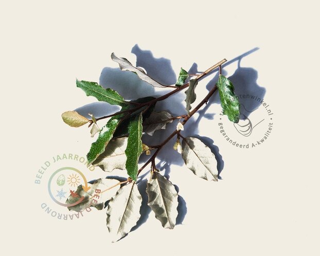 Elaeagnus ebbingei - hoogstam
