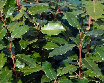 Elaeagnus ebbingei - hoogstam