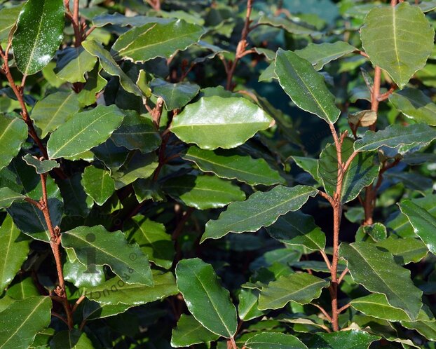 Elaeagnus ebbingei - hoogstam