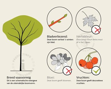 Elaeagnus ebbingei - hoogstam