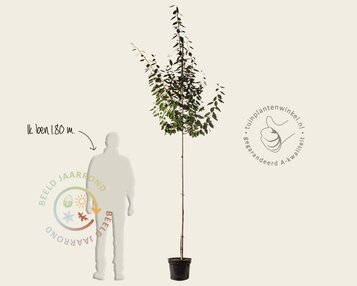 Elaeagnus ebbingei - hoogstam image