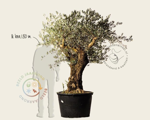 Alleen in winkel Olea europaea - kurkstam