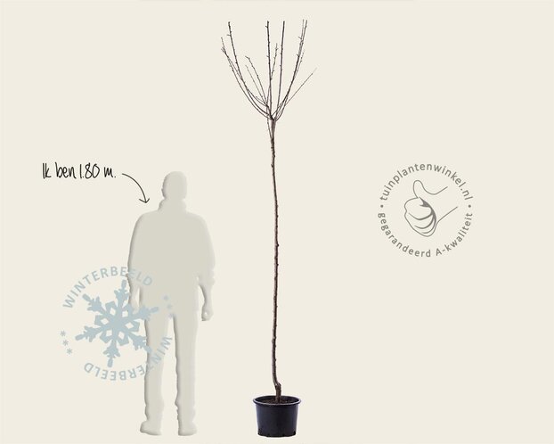 Prunus domestica 'Bleue de Belgique' - hoogstam
