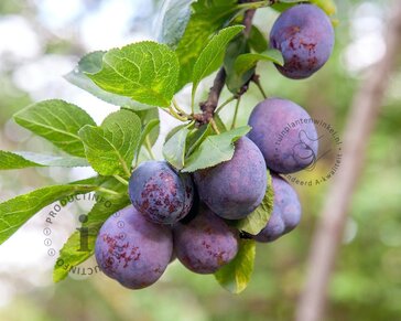 Prunus domestica 'Bleue de Belgique' - hoogstam