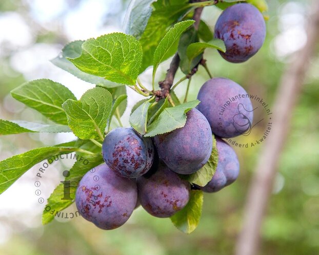 Prunus domestica 'Bleue de Belgique' - hoogstam