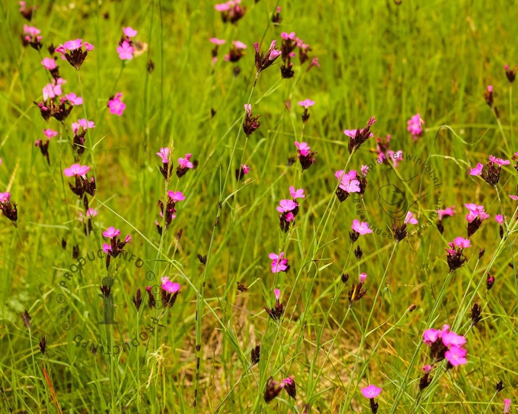 Dianthus carthusianorum