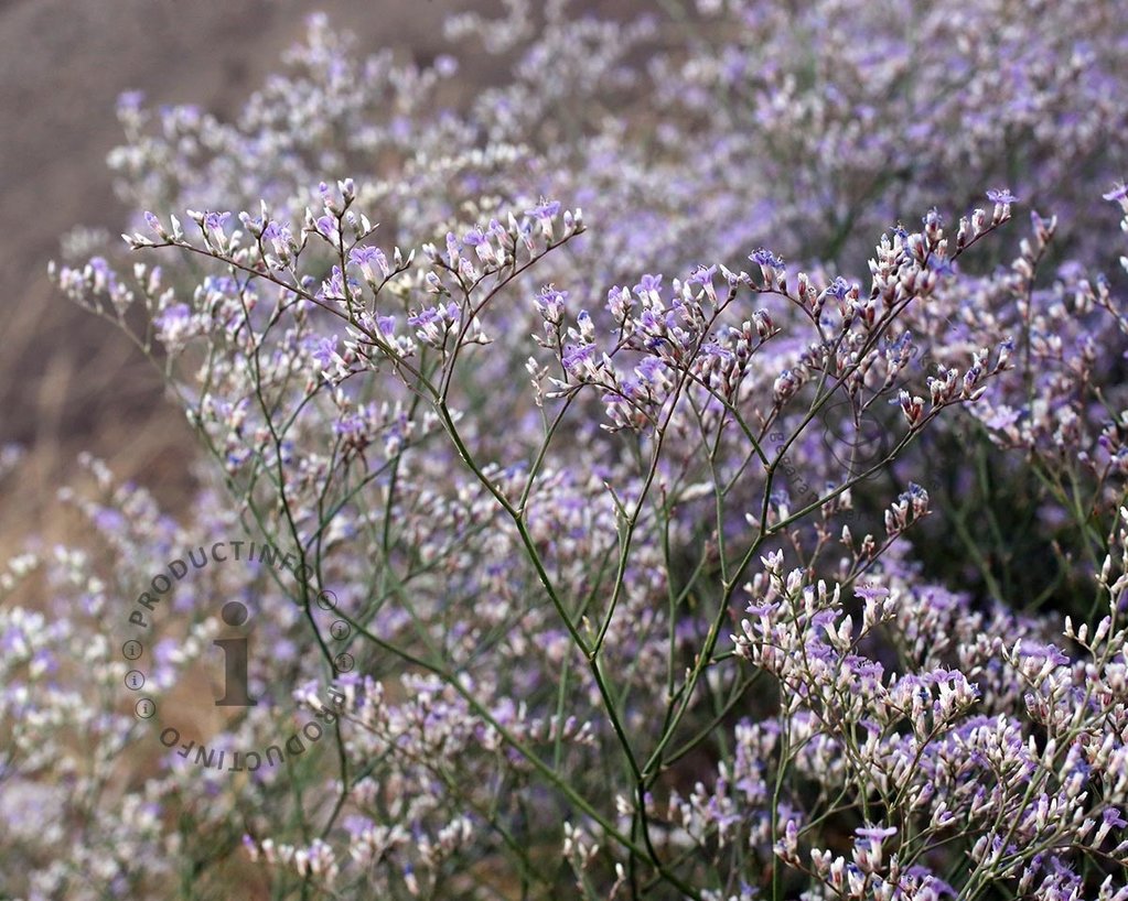 Limonium latifolium