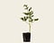 Paeonia lactiflora 'Shirley temple' Foto 2
