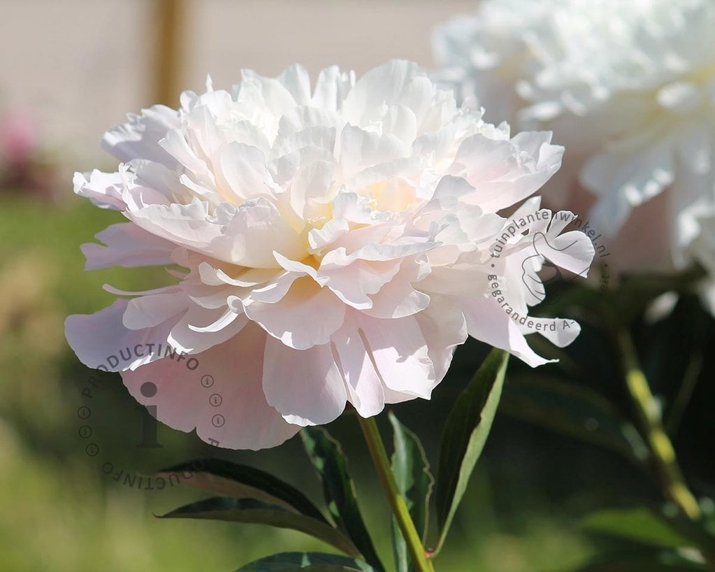 Paeonia lactiflora 'Shirley temple'