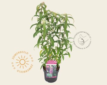 Rostrinucula dependens image